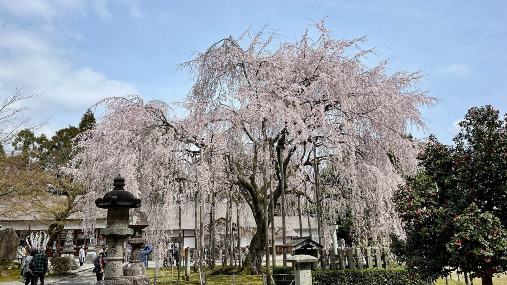 足羽神社しだれ桜